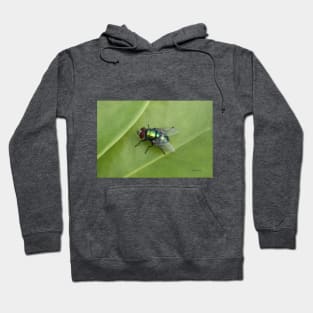 Fly Hoodie